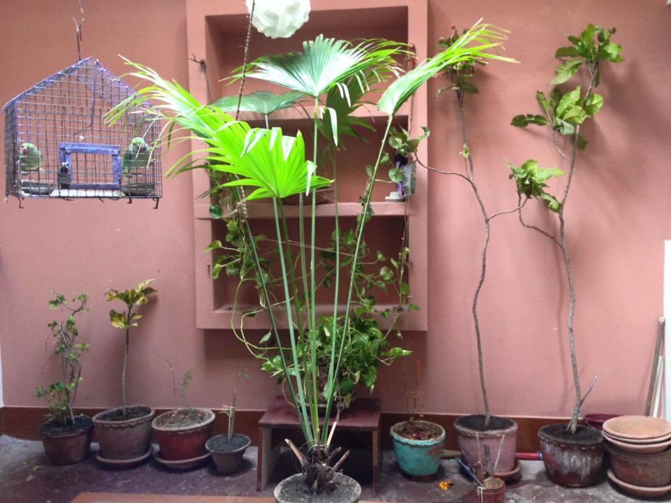 Paradise Inn Guest House Varanasi Exterior photo